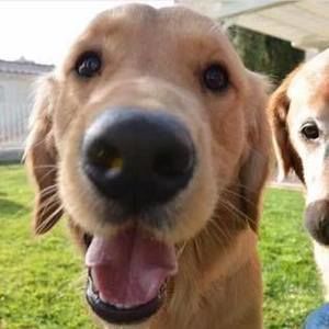 Meet your Posher, Annie